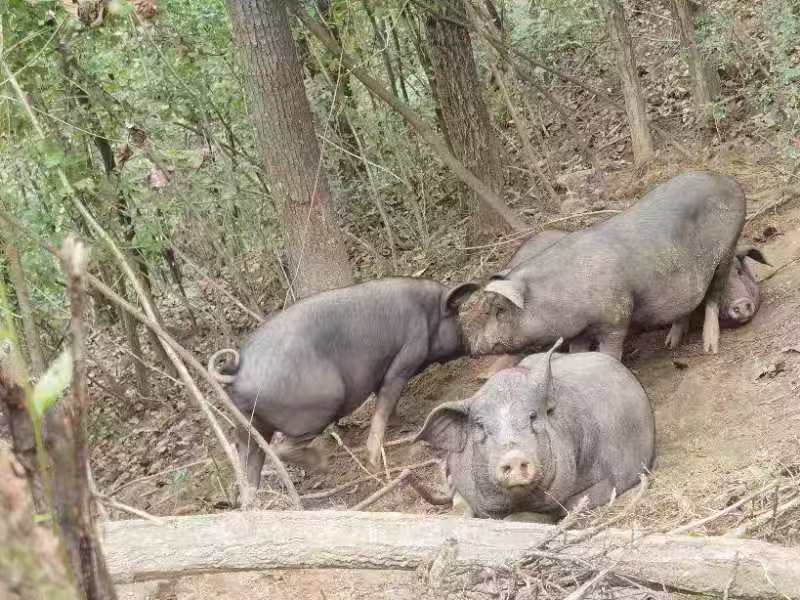 跑山黑猪肉基地直销货源充足量大质优价格优惠一手货源
