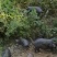 跑山黑猪肉基地直销货源充足量大质优价格优惠一手货源