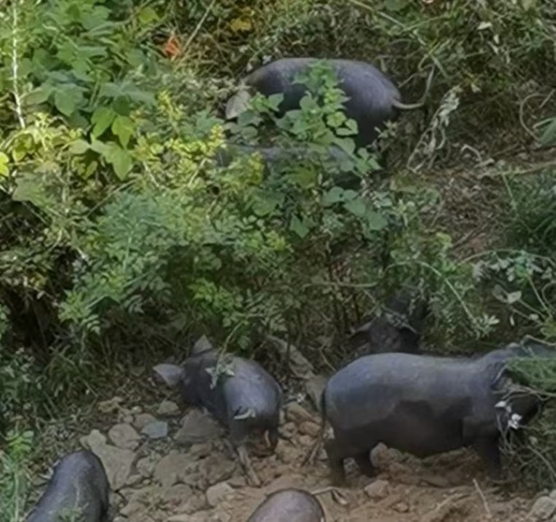 跑山黑猪肉基地直销货源充足量大质优价格优惠一手货源