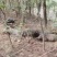 猪蹄黑猪肉产地直销量大质优价格优惠一手货源欢迎咨询