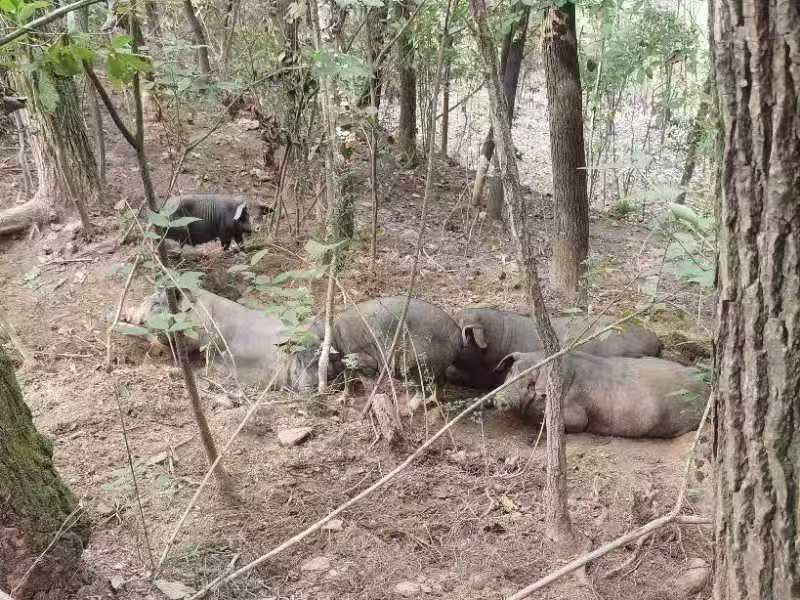 猪蹄黑猪肉产地直销量大质优价格优惠一手货源欢迎咨询
