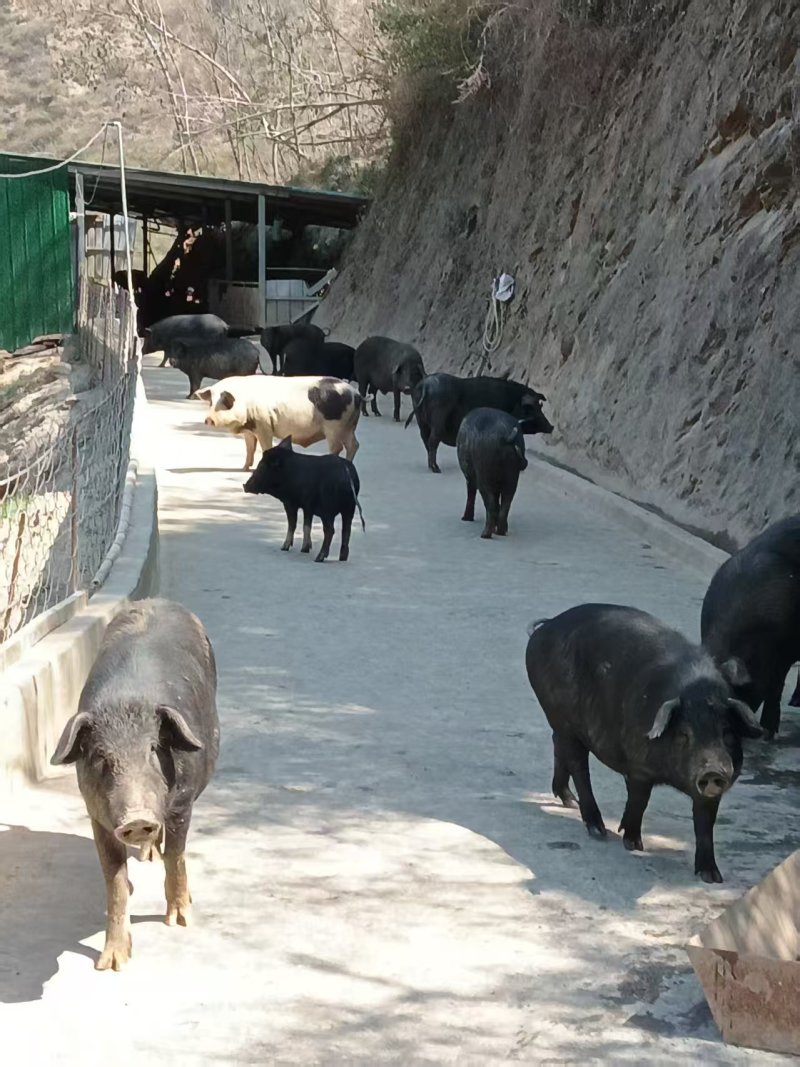 猪蹄黑猪肉产地直销量大质优价格优惠一手货源欢迎咨询