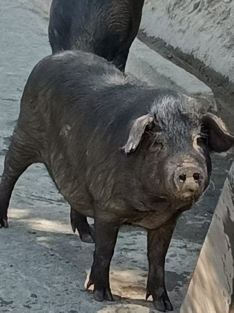 猪蹄黑猪肉产地直销量大质优价格优惠一手货源欢迎咨询