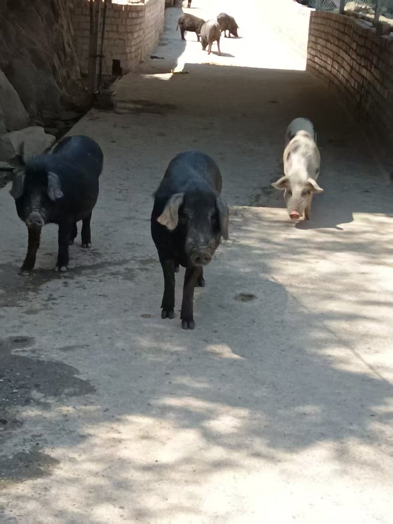 猪蹄黑猪肉产地直销量大质优价格优惠一手货源欢迎咨询