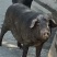 【热卖】散养猪猪排骨基地直销欢迎各大老板采购