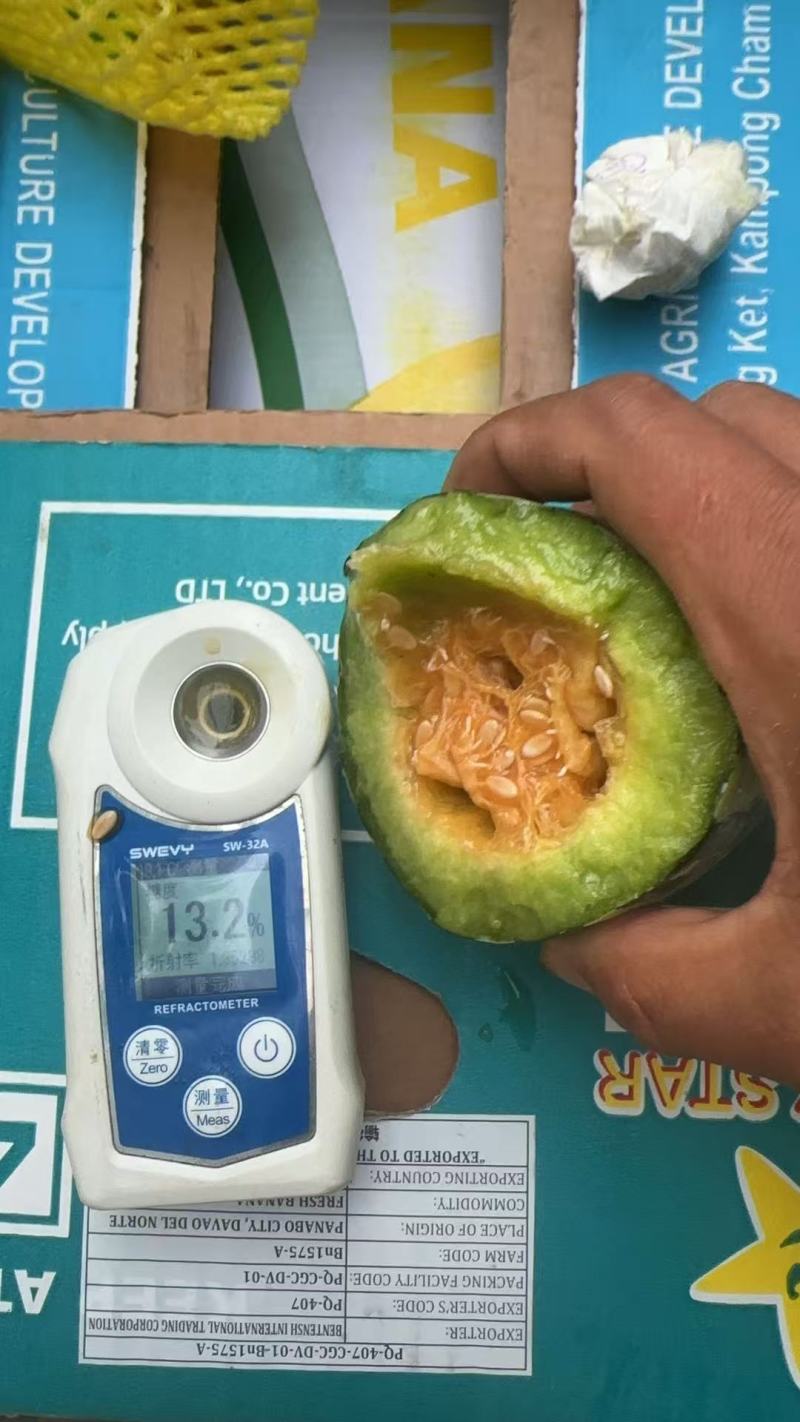 甜瓜博洋61甜瓜河北甜瓜【肉多味甜】蜜瓜河北产地批发