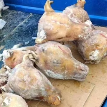 乳牛头一手货源量大干净无杂无毛全年有货全国接单承接餐饮加工
