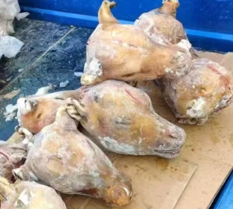 乳牛头一手货源量大干净无杂无毛全年有货全国接单承接餐饮加工