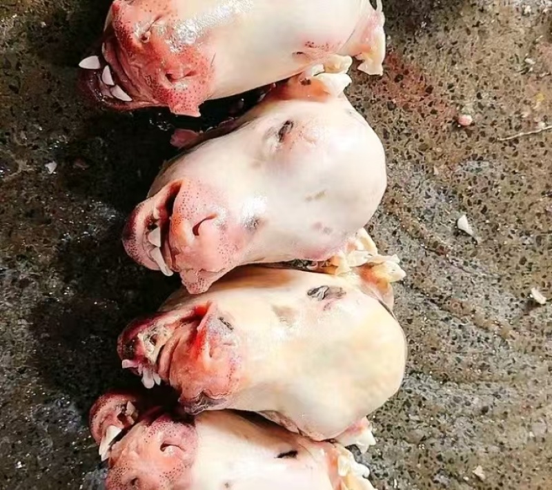 乳牛头一手货源量大干净无杂无毛全年有货全国接单承接餐饮加工