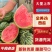 精品2k小吊瓜，L60全美小西瓜，支持各类商超，电商平台