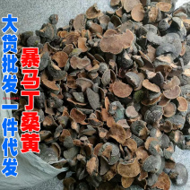 桑黄金边桑黄暴马丁桑黄桑树桑黄产地货源一件代发
