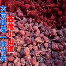 藏山楂西藏小山楂西藏波密山楂一手货源