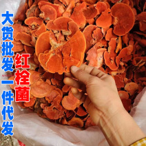 牛樟芝红栓菌血红栓菌牛樟芝产地货源一件代发