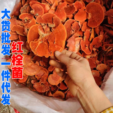 牛樟芝红栓菌血红栓菌牛樟芝产地货源一件代发