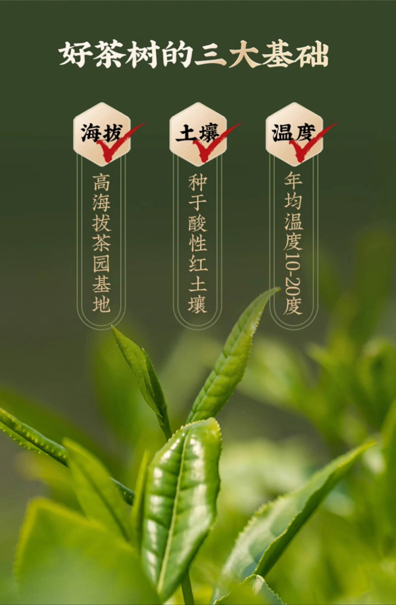 漳平水仙春茶叶兰花香清香型手工茶饼醇香回甘360g