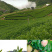 蜜桃乌龙茶白桃乌龙冷泡茶新茶罐装500g