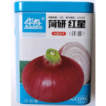 菏研红星洋葱种子中日照品种红皮圆头口感甜脆辣味适中