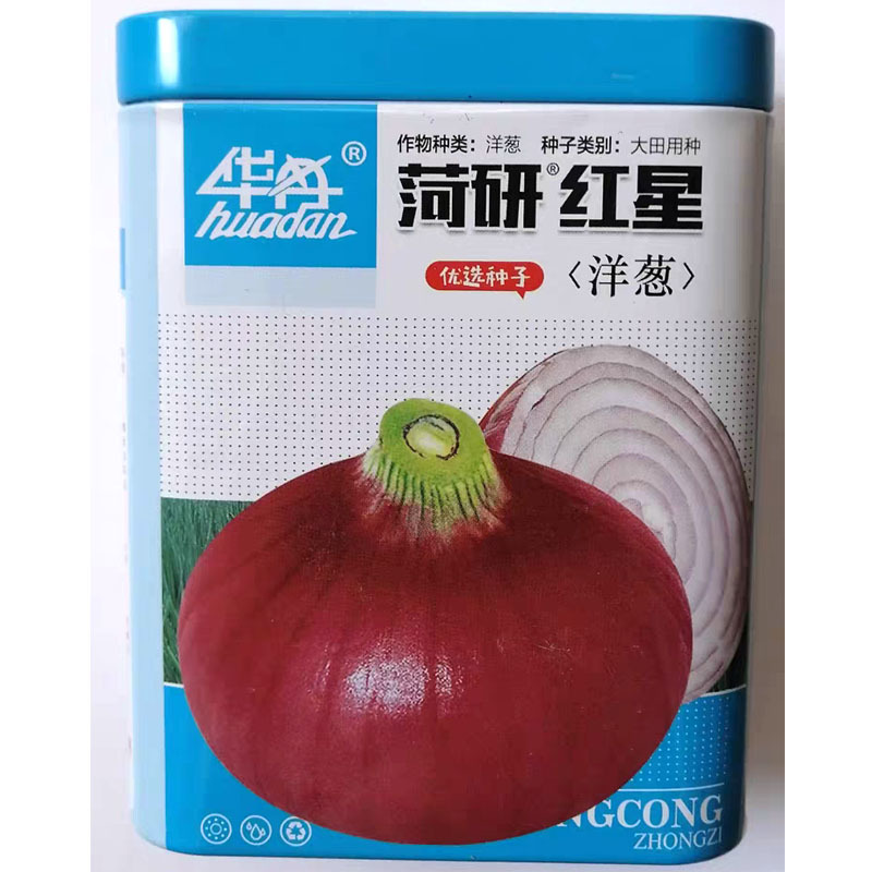 菏研红星洋葱种子中日照品种红皮圆头口感甜脆辣味适中