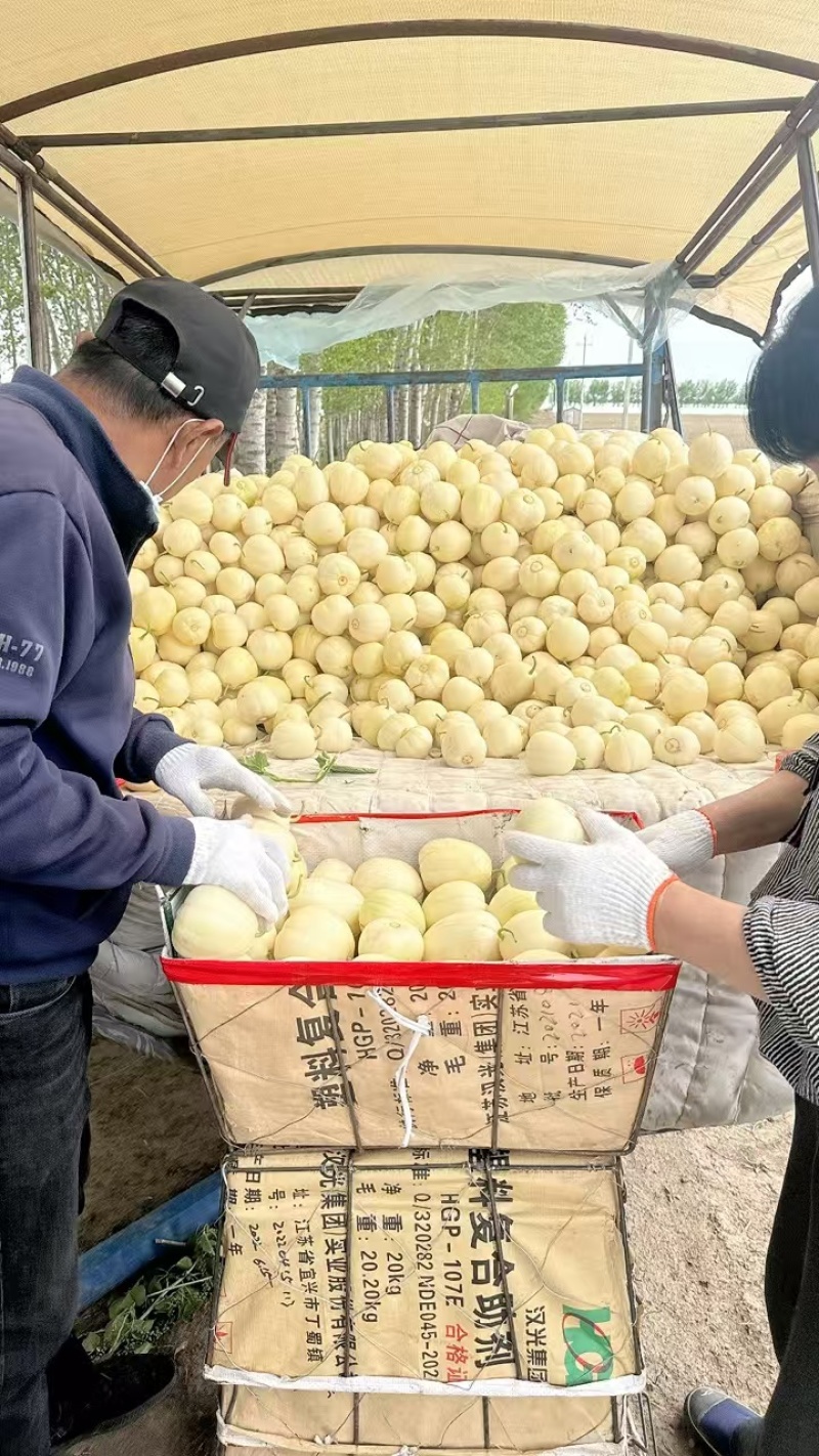 【推荐】万亩香瓜黑龙江白糖罐甜瓜香瓜现货直发可视频看货