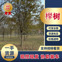 榉树优质榉树1-30公分规格齐全基地直销欢迎咨询