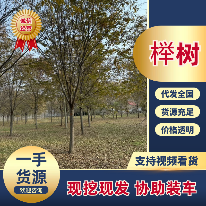 榉树优质榉树1-30公分规格齐全基地直销欢迎咨询