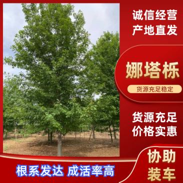 娜塔栎橡树15公分左右规格齐全苗圃直发欢迎咨询