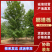 娜塔栎橡树15公分左右规格齐全苗圃直发欢迎咨询