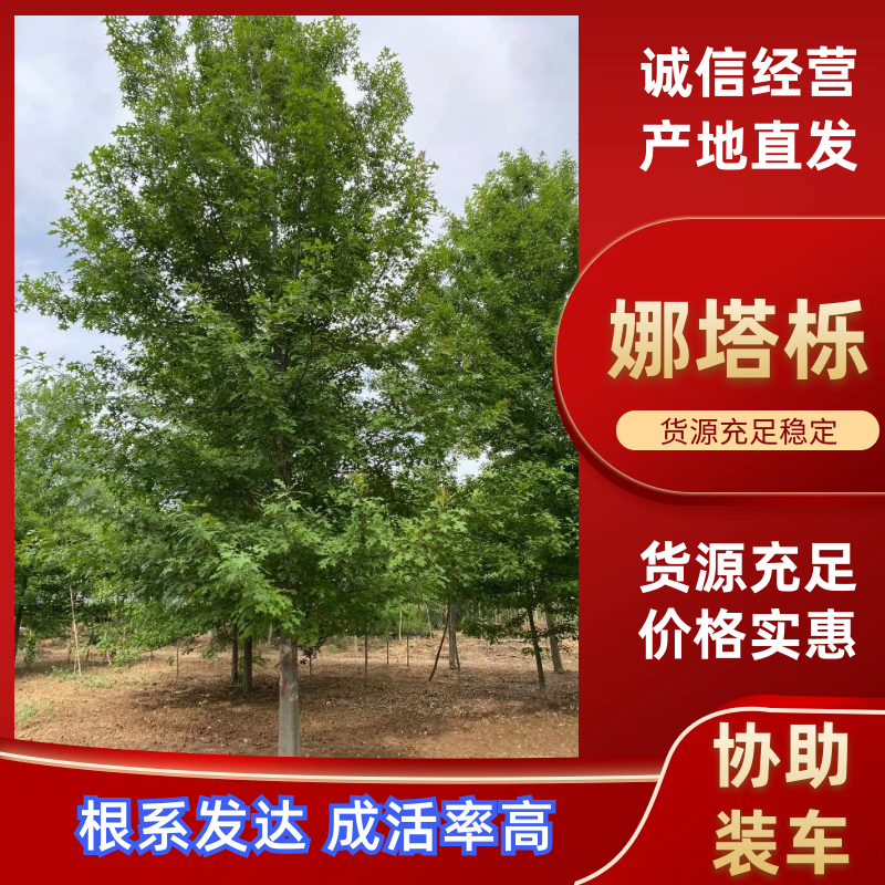 娜塔栎橡树15公分左右规格齐全苗圃直发欢迎咨询