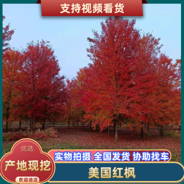 红枫美国红枫苗圃直发全国发货品质保证欢迎咨询