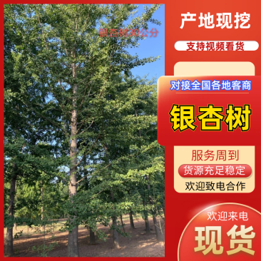 银杏树苗圃直发25公分左右规格齐全提供技术