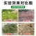 精草铵膦果园茶园恶性杂草牛筋草芦苇小飞蓬水花生节节草