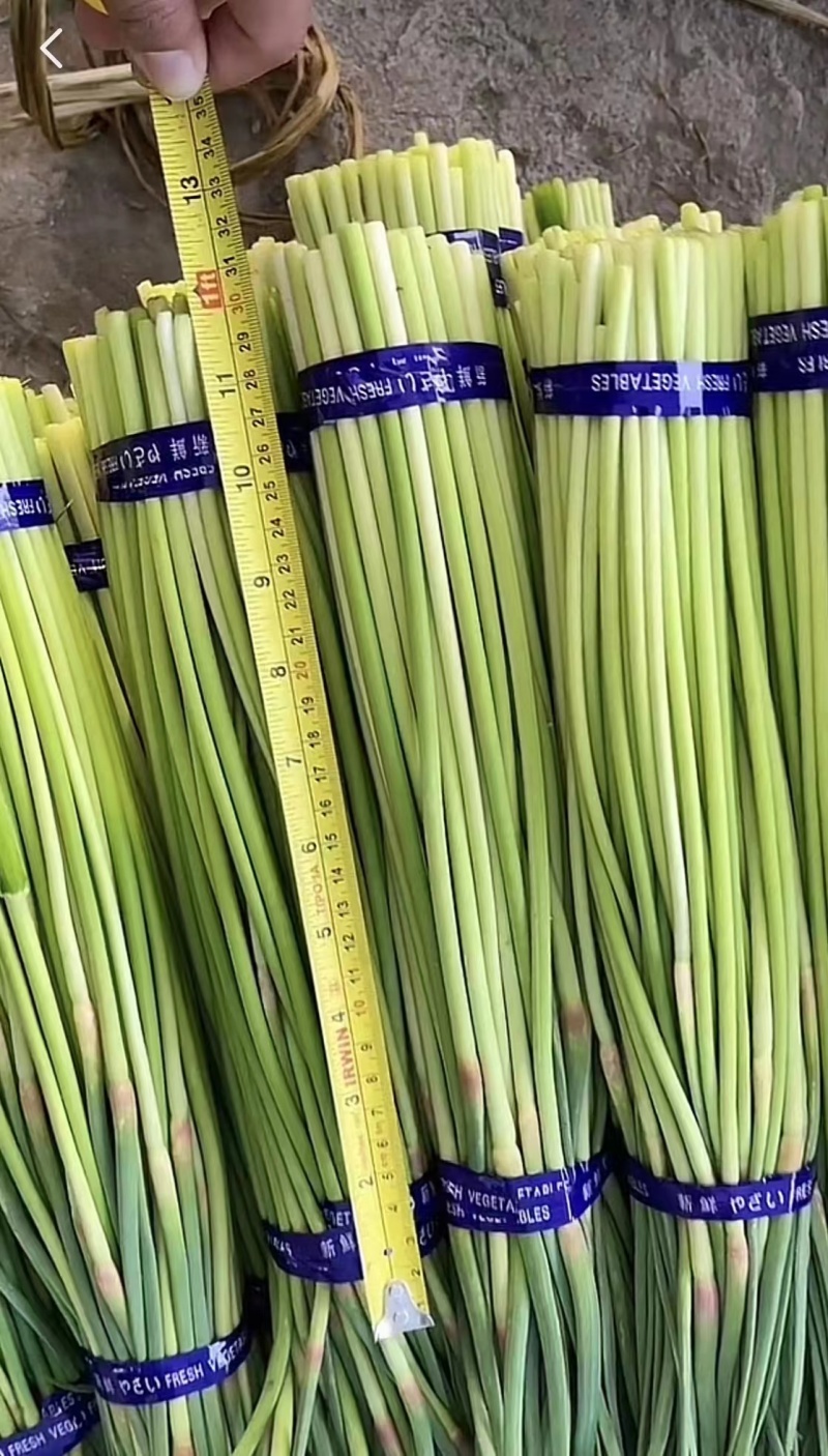 精品白帽蒜苔产地直发可代加工代保存货源充足一条龙服务