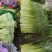 精品白帽蒜苔产地直发可代加工代保存货源充足一条龙服务