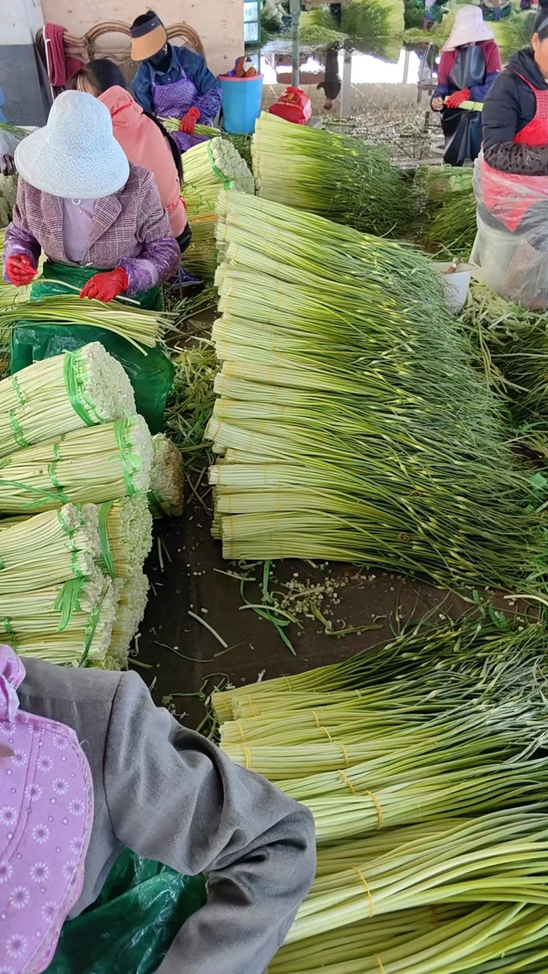 精品白帽蒜苔产地直发可代加工代保存货源充足一条龙服务