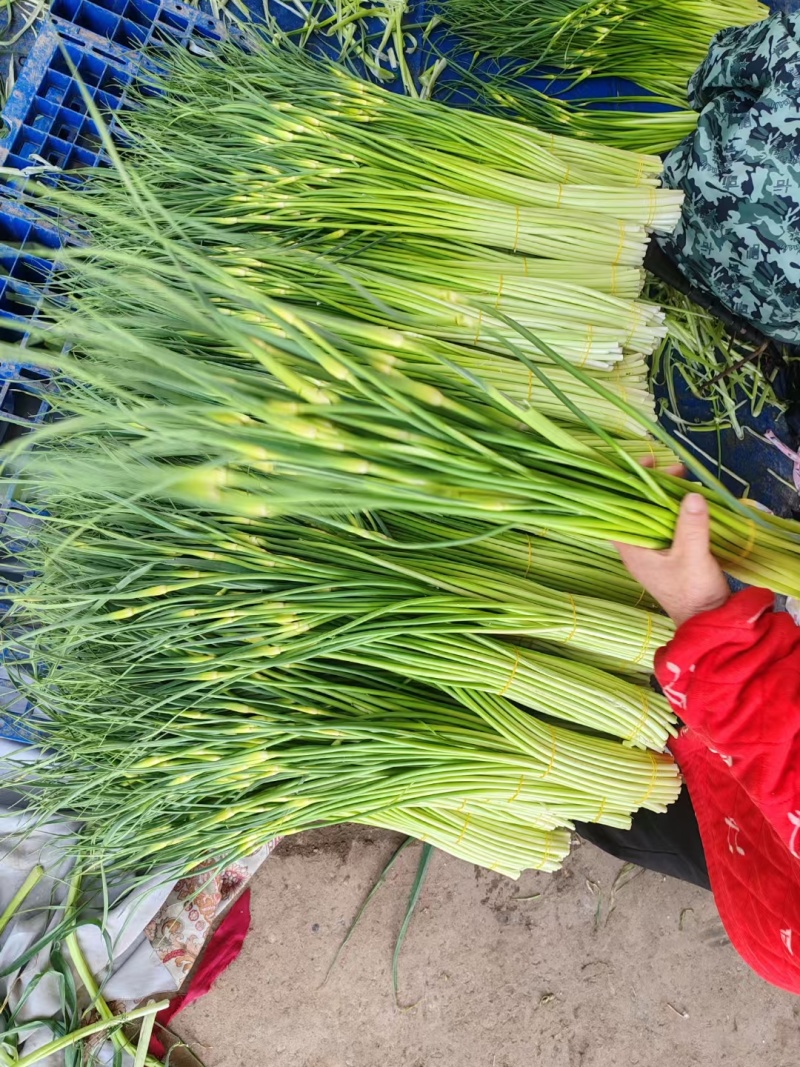 精品白帽蒜苔产地直发可代加工代保存货源充足一条龙服务