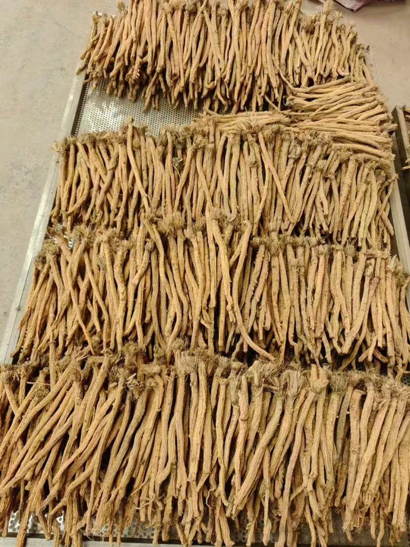甘肃定西防风，品质保证货源保证，产地直发，量大从优