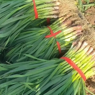 精品白根蒜苗货源充足产地直发货源充足量大价优提供找车