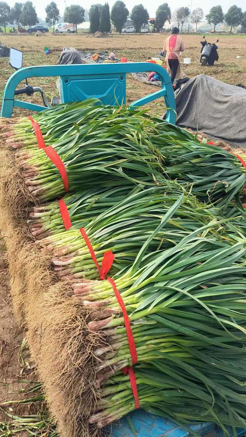 精品白根蒜苗货源充足产地直发货源充足量大价优提供找车