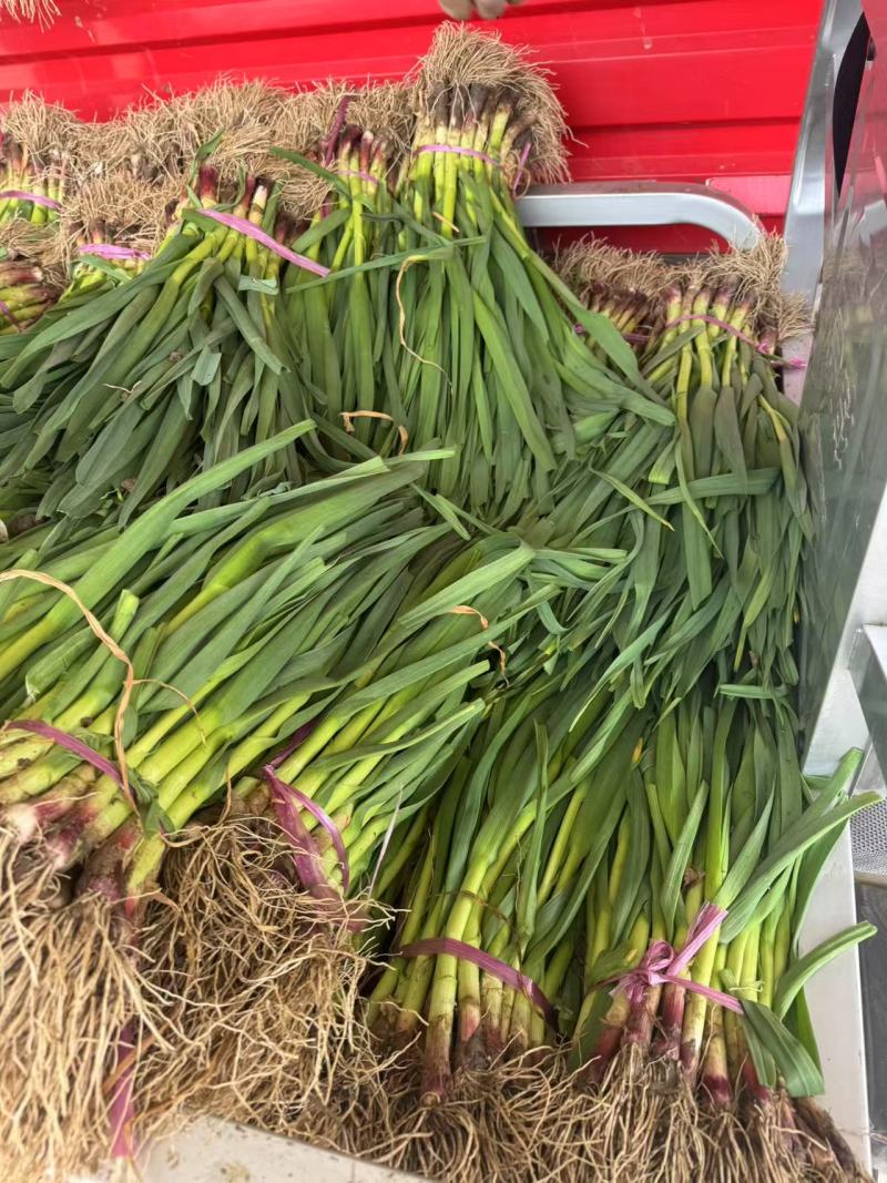 精品白根蒜苗货源充足产地直发货源充足量大价优提供找车