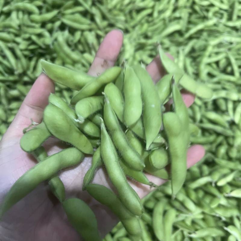 精品翠绿宝毛豆安徽阜南新鲜现摘代收代发对接商超零售批发市场等