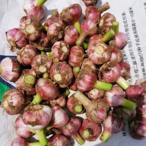 原产地直发大蒜头新鲜上市货源充足价格优惠代加工代保存