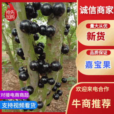 【嘉宝果树葡萄鲜果现摘产地直发】一手货源，现摘现发