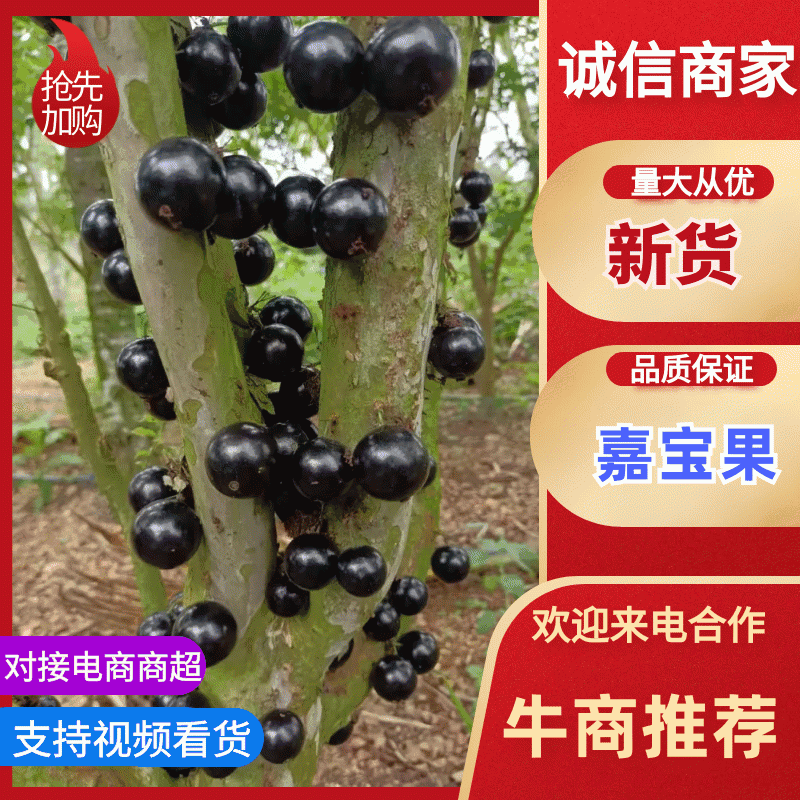 【嘉宝果树葡萄鲜果现摘产地直发】一手货源，现摘现发
