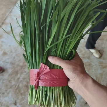 大叶韭菜【韭菜】支持视频看货，可发往全国市场！