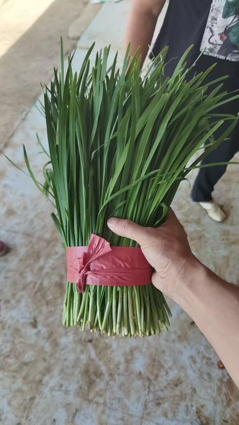 【小叶韭菜】有大量现货，品质保证，诚信经营，客户至上！