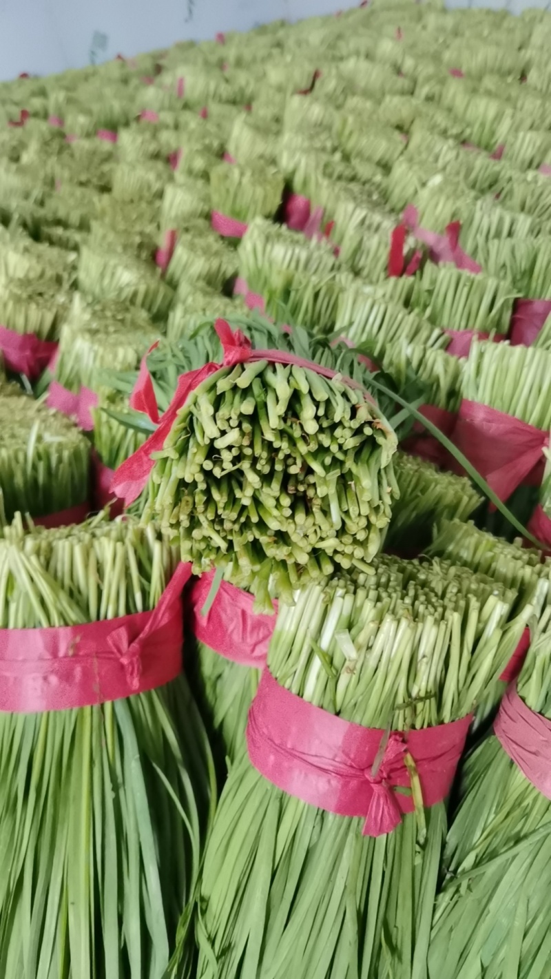 【小叶韭菜】有大量现货，品质保证，诚信经营，客户至上！