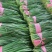 【小叶韭菜】有大量现货，品质保证，诚信经营，客户至上！