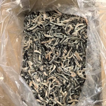 生羊毛肚