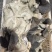 生羊毛肚