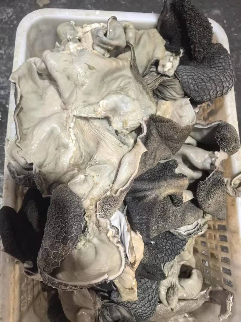 生羊毛肚